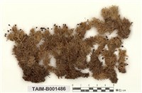 藏品(毛壁泥炭苔)的圖片